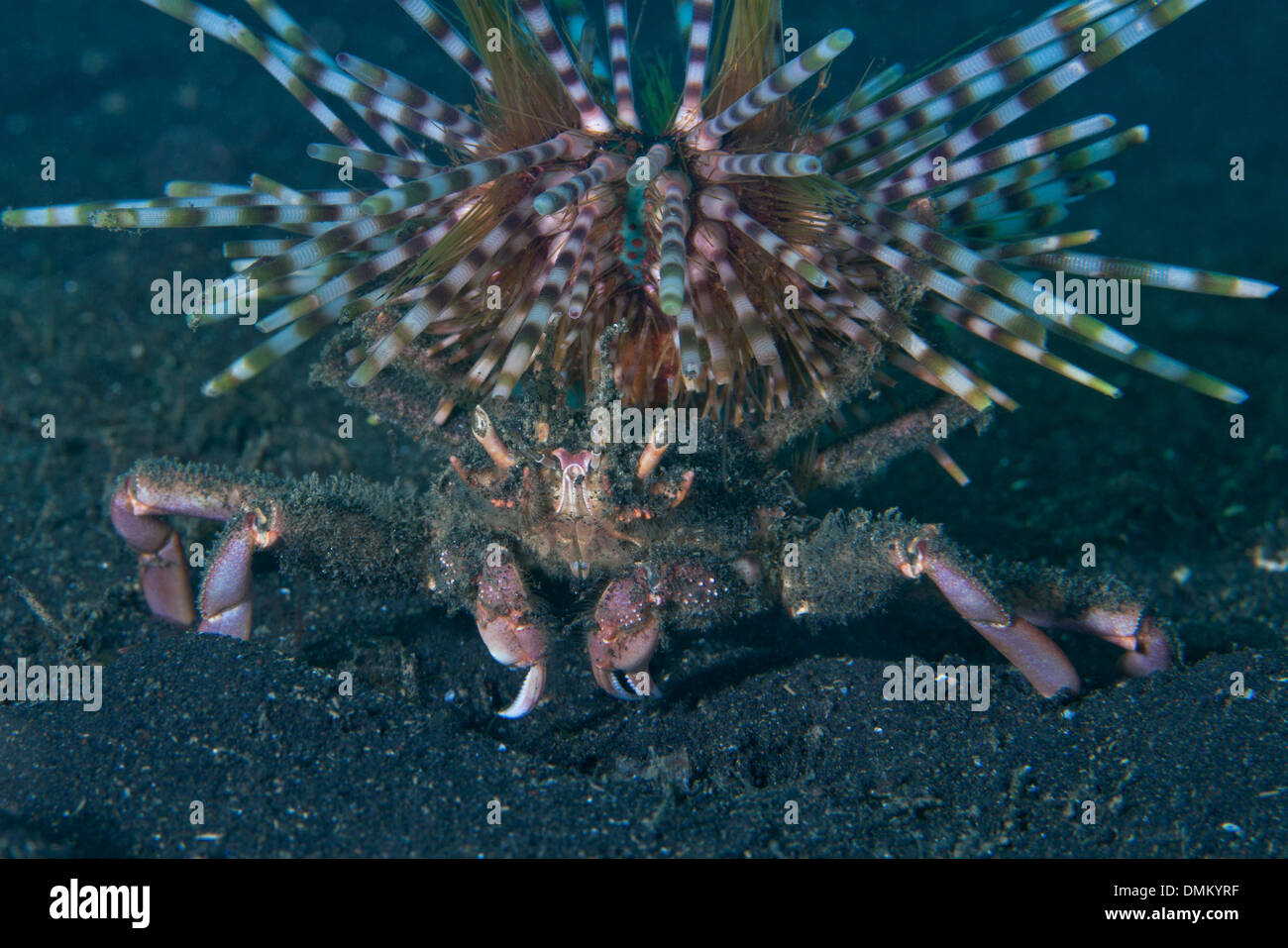 Carrier Crab with sea urchin. Lembeh Straits, Indonesia. Stock Photo