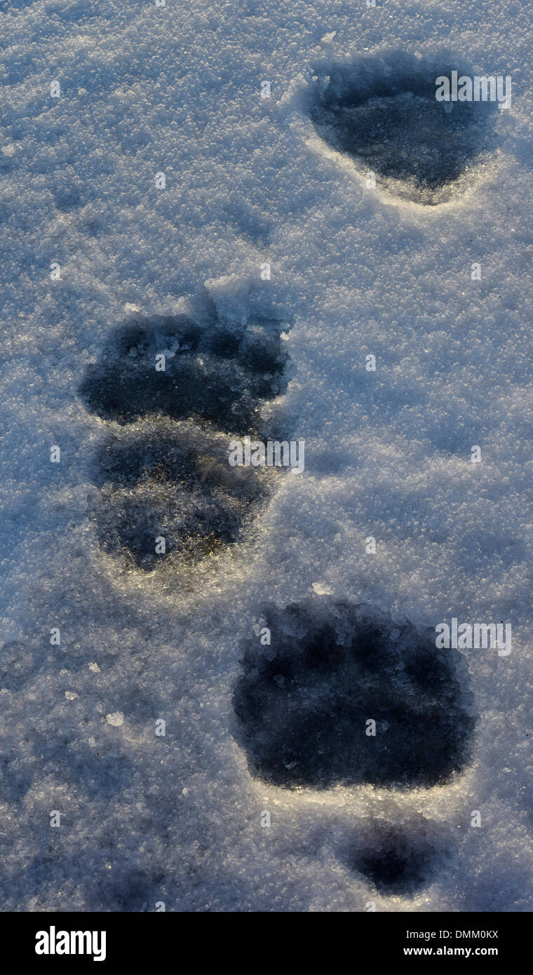 Polar Bear footprints on Barter Island snow and ice Alaska Stock Photo
