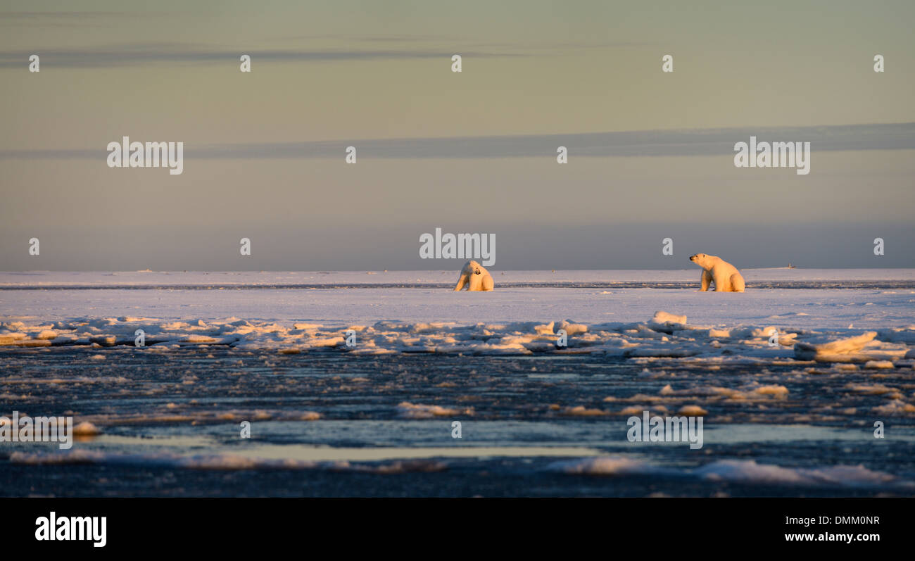 Two male polar bears in sun on Barter Island Kaktovik lagoon Alaska USA on the Beaufort Sea Arctic Ocean Stock Photo