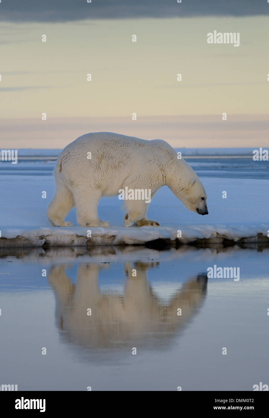 Polar bear walking on snow covered Barter Island with reflection in water of Kaktovik Lagoon Alaska USA Beaufort Sea Arctic Ocean Stock Photo