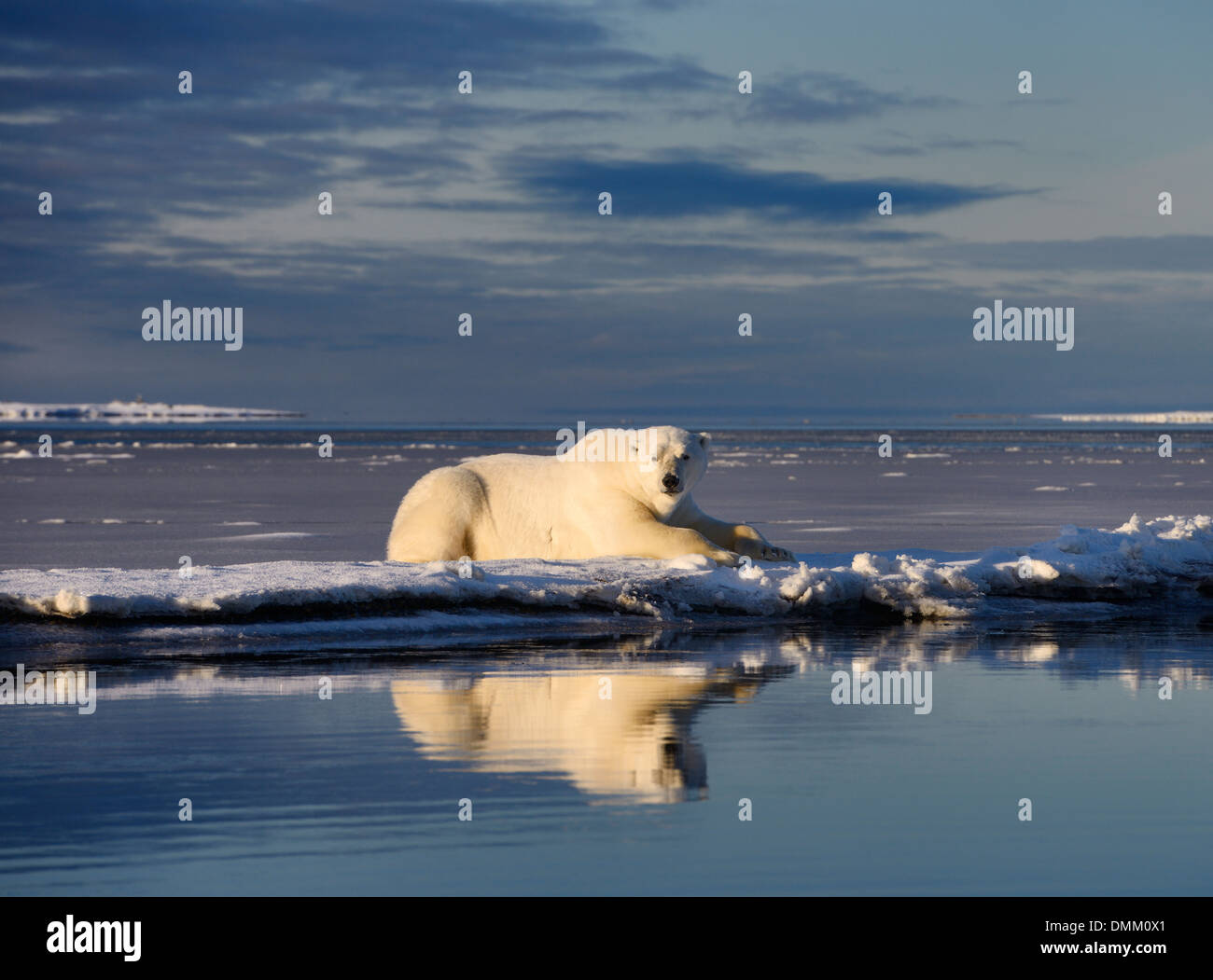 Male polar bear lying on Barter Island with reflection in Kaktovik Lagoon Alaska USA Beaufort Sea Arctic Ocean Stock Photo