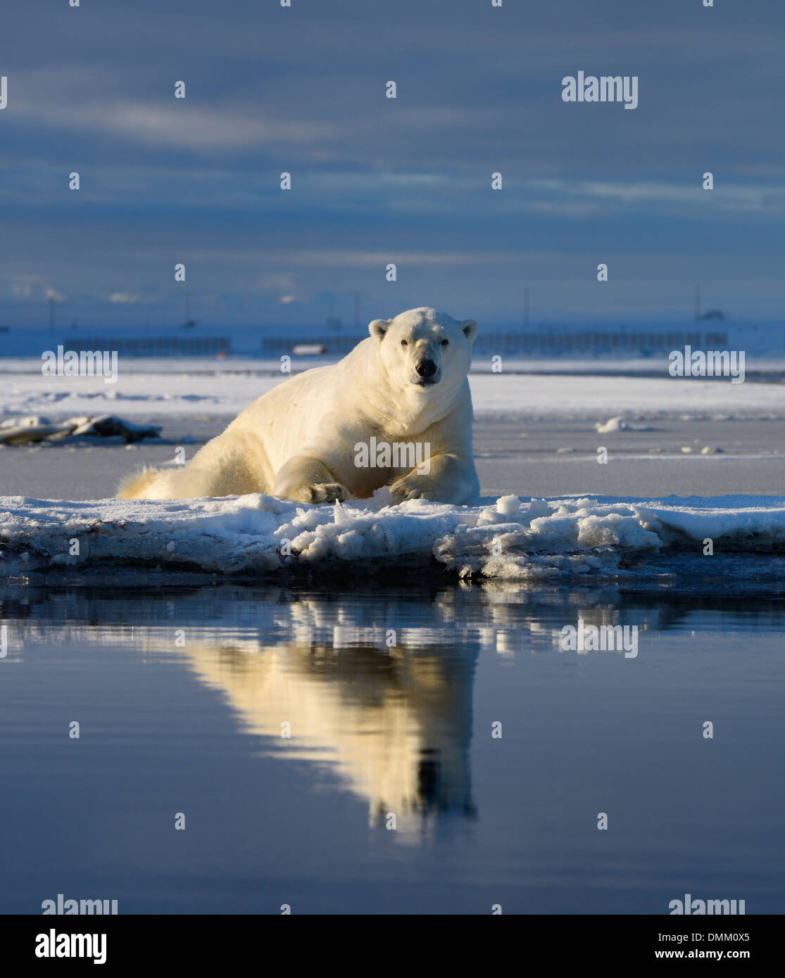 Male polar bear lying on Barter Island watching Kaktovik Eskimo village Alaska USA on the Beaufort Sea Arctic Ocean Stock Photo