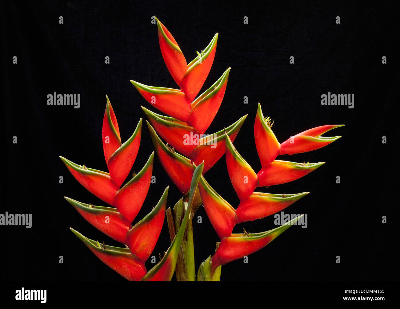 Heliconia flowers with black background. Stock Photo