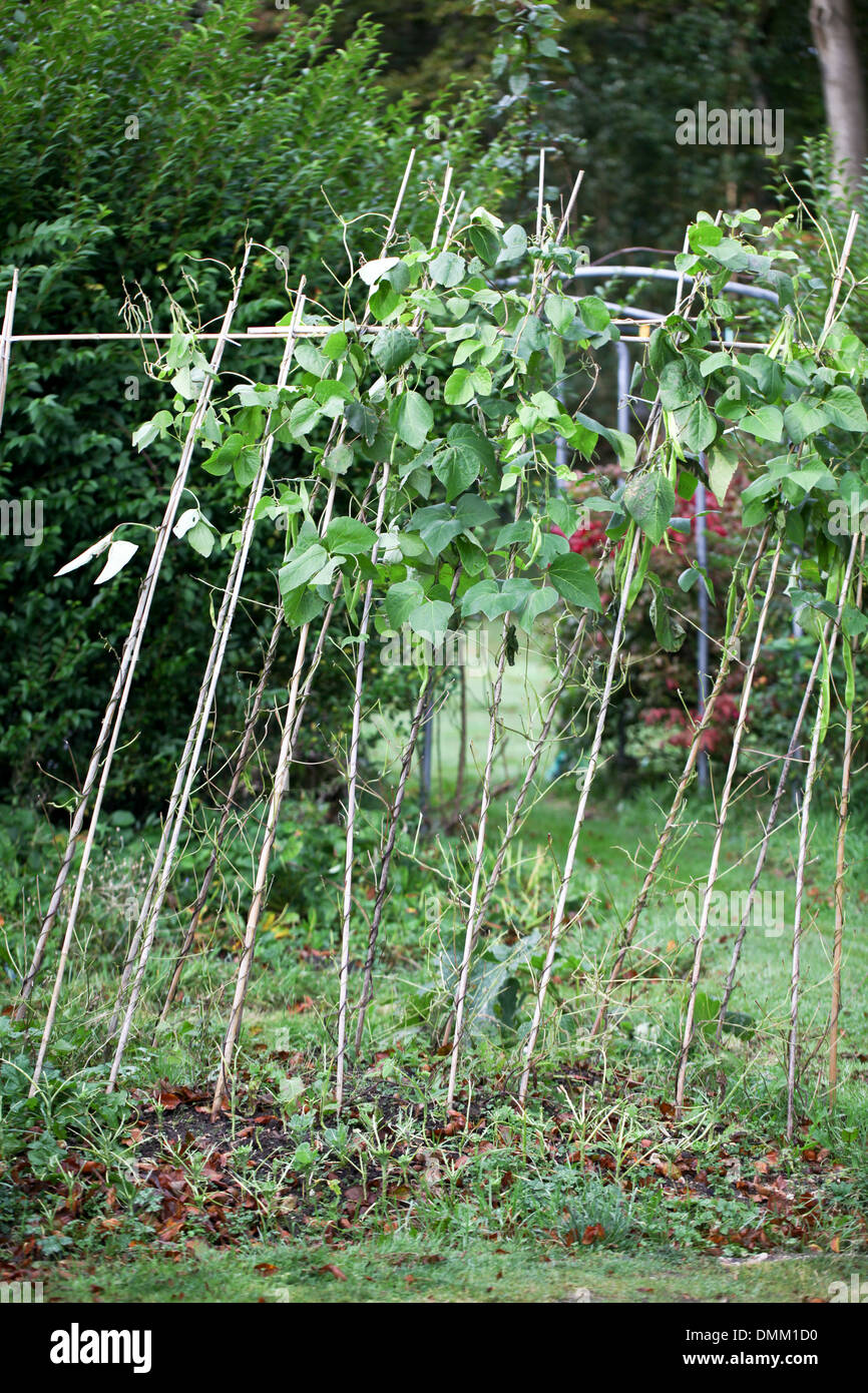 Deer damage to runner beans Stock Photo