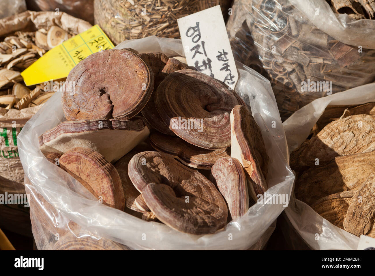 Dried Korean lingzhi mushrooms (Ganoderma lucidum) used in traditional medicine - Busan, South Korea Stock Photo