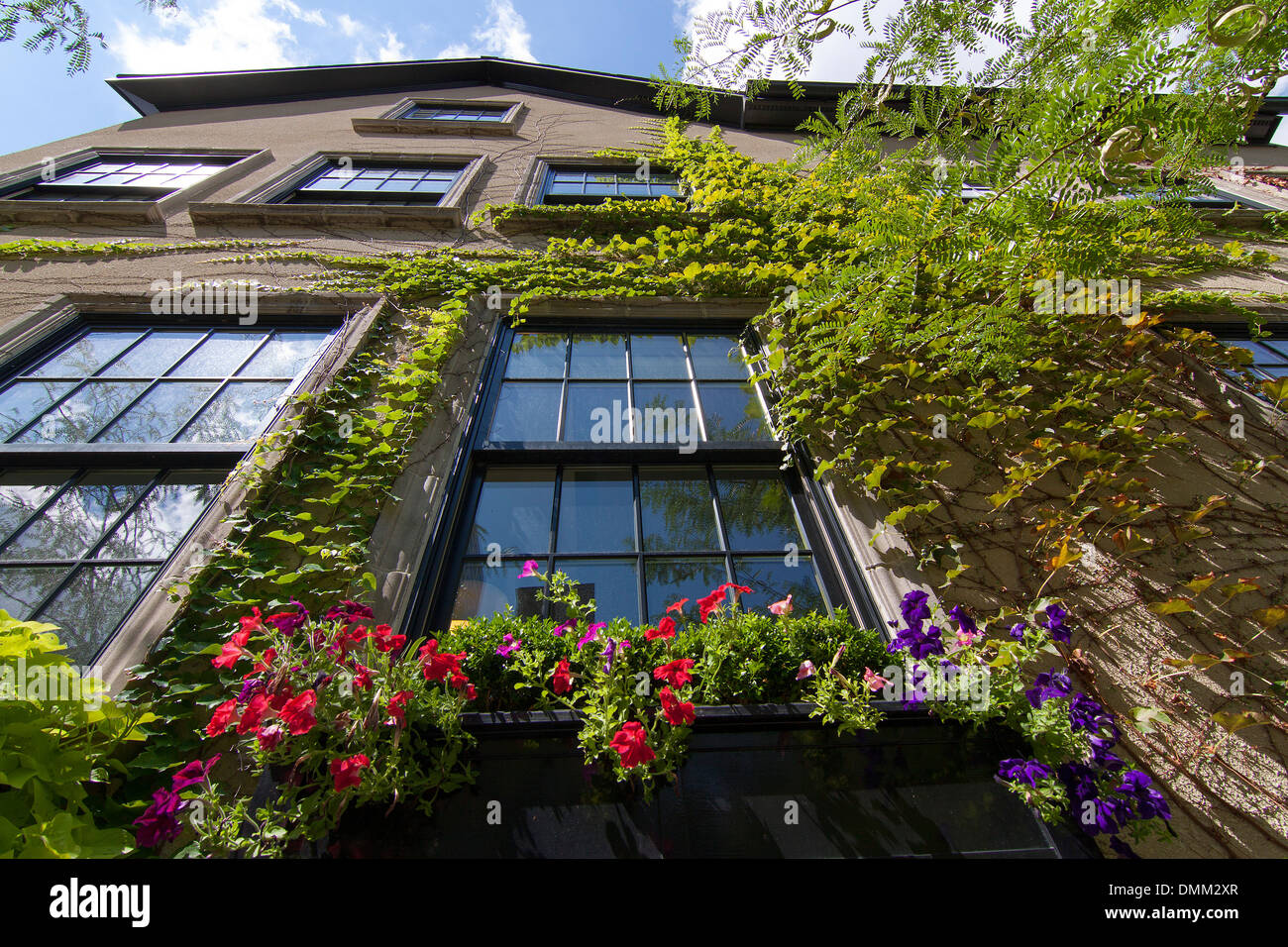 Flowers on a windowsill in Columbus, Ohio, USA Stock Photo Alamy