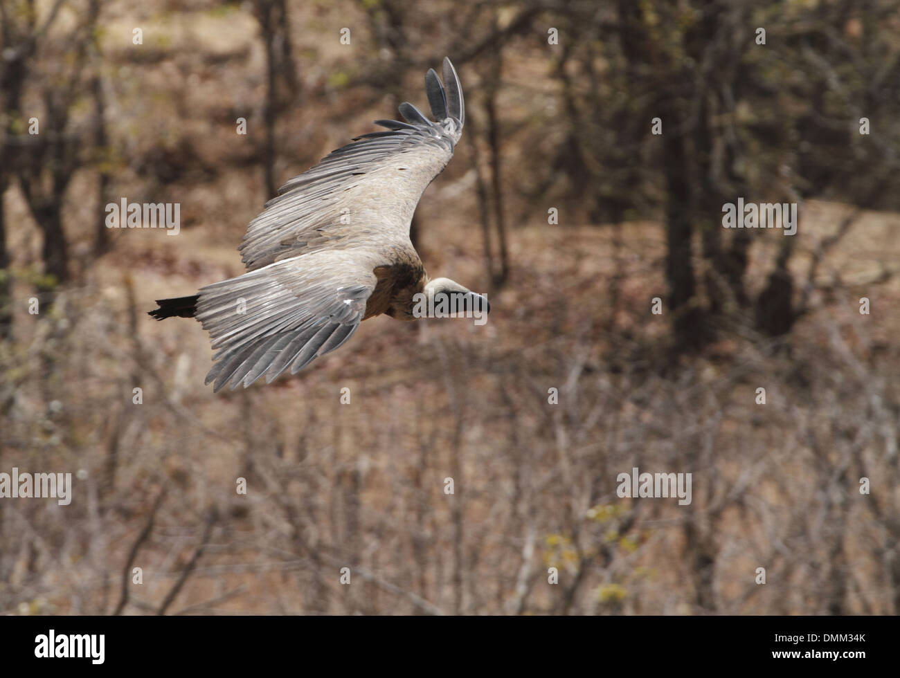 African raptor in flight hi-res stock photography and images - Alamy