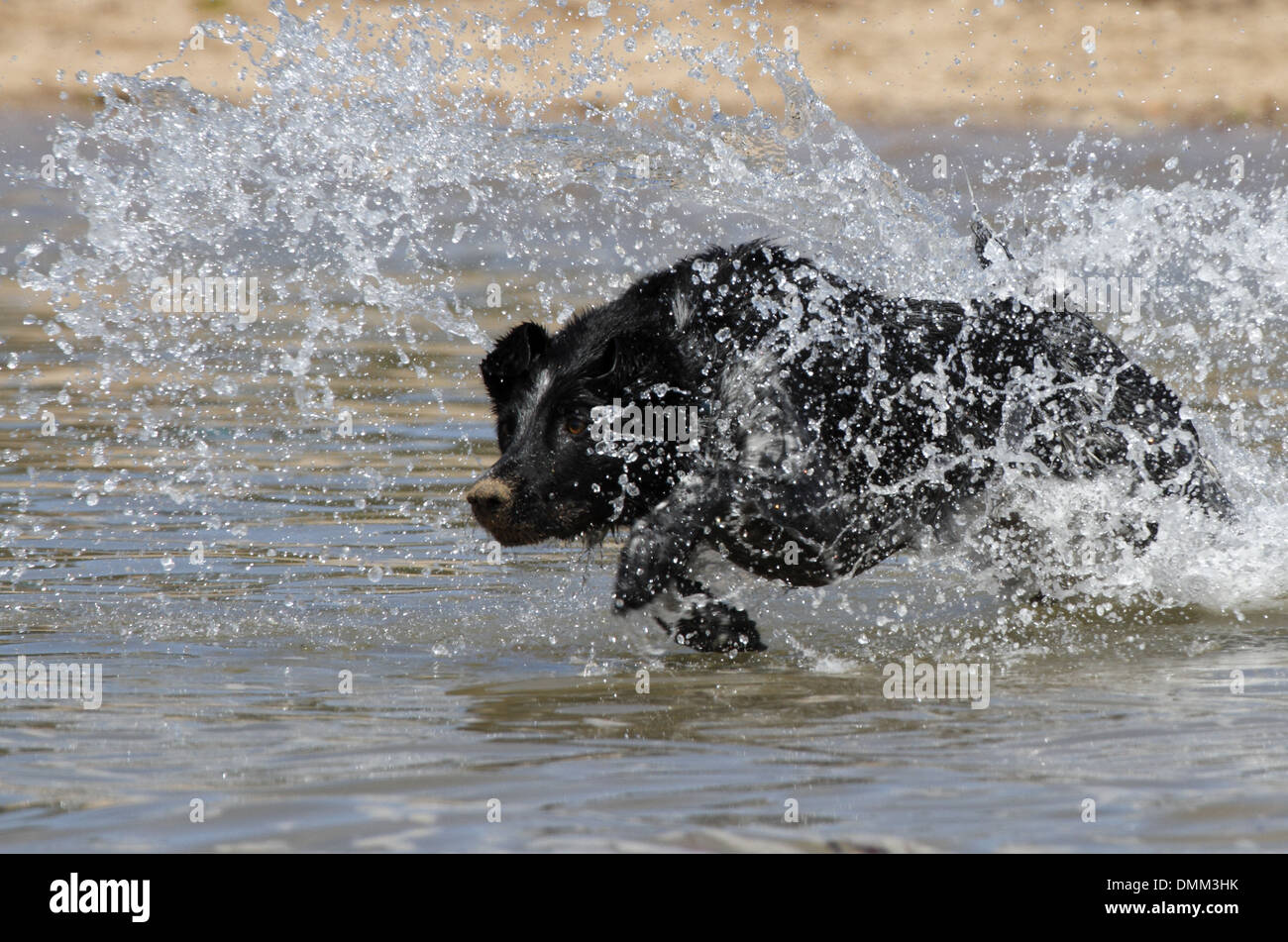 kelpie dog running through water Stock Photo Alamy