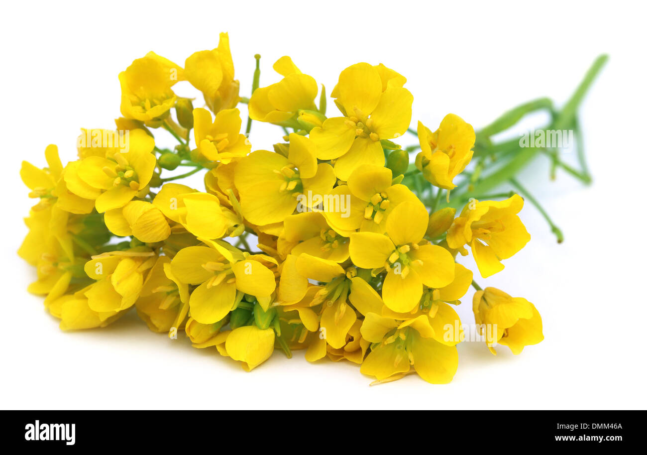 Mustard flowers over white background Stock Photo
