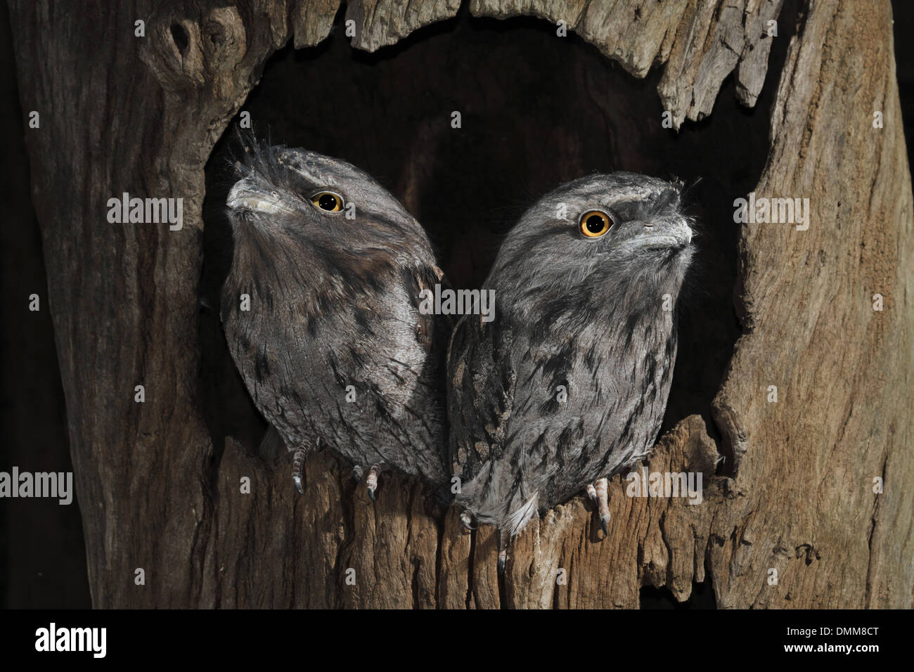 Tawny frogmouth, two adult birds perched in a log hole Stock Photo