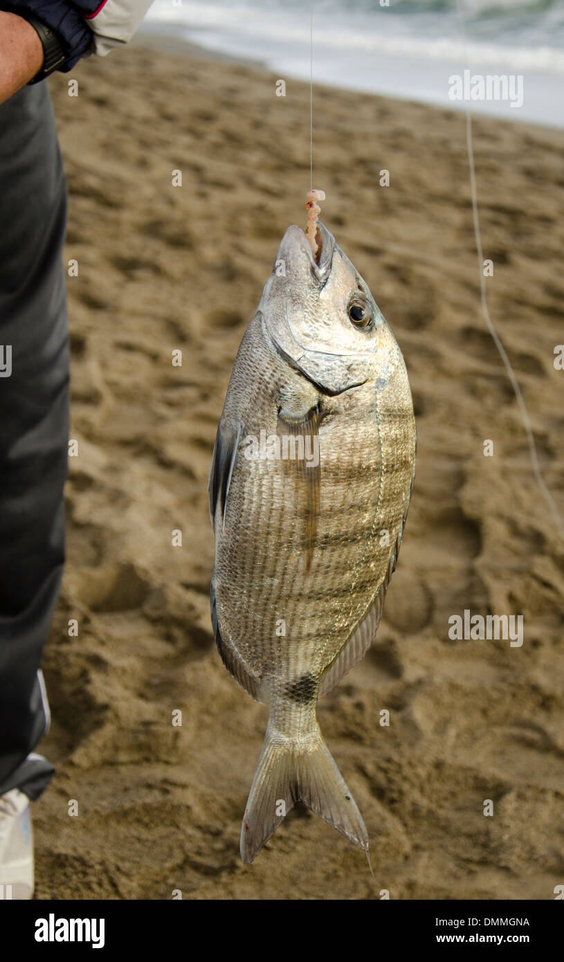 White seabream or Sargo, Diplodus sargus, catched by local fisherman shown on the beach of Fuengirola, Costa del Sol, Spain. Stock Photo