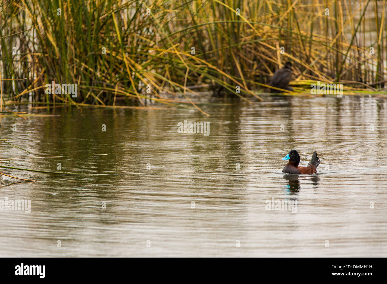 Aquatic seabirds in lake Titicaca National Reservation  Ballestas Islands Peru South America.This birds hunters of fish and Stock Photo