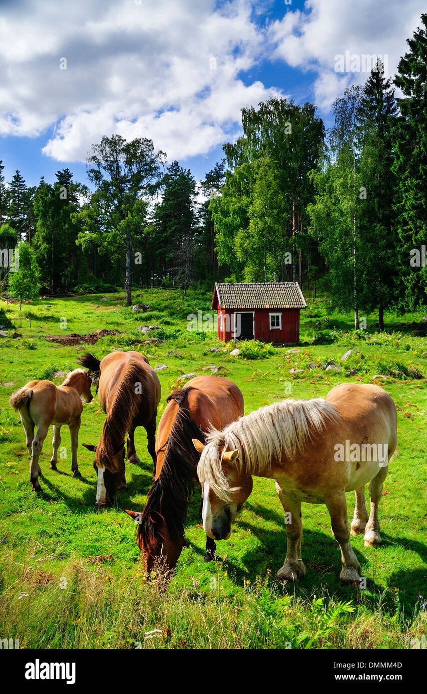 Schweden, Smaland, Kalmar laen, Vimmerby, Fjaelster, horses on grassland Stock Photo