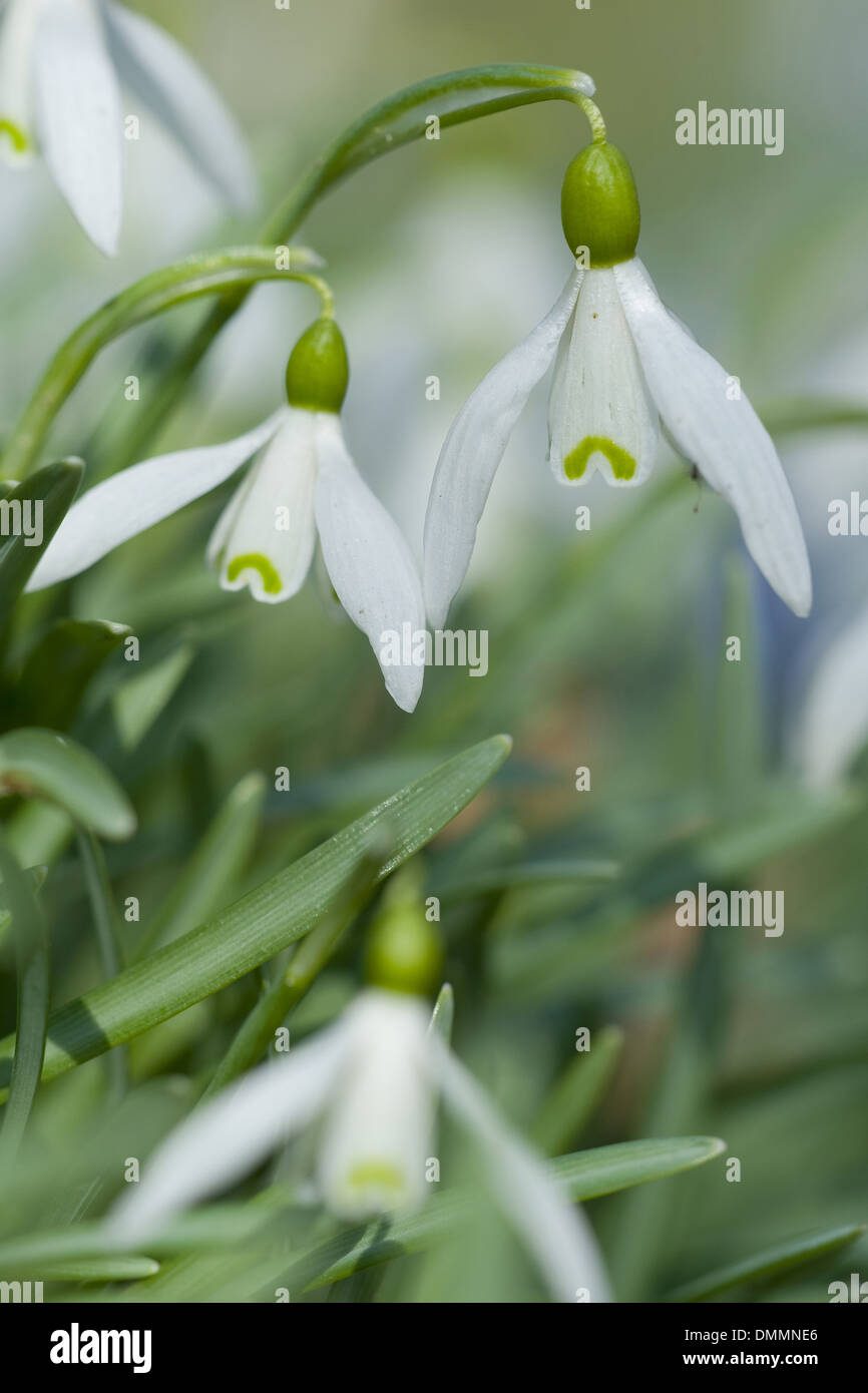 common snowdrop, galanthus nivalis Stock Photo