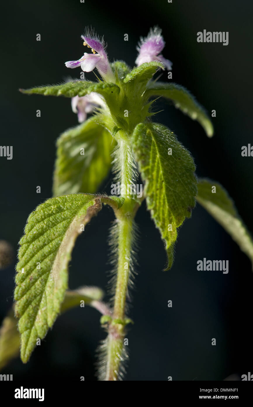 downy hempnettle, galeopsis pubescens Stock Photo