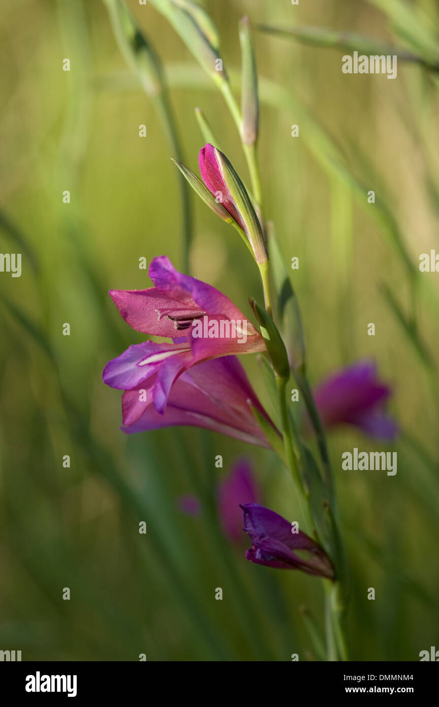 marsh gladiolus, gladiolus palustris Stock Photo Alamy