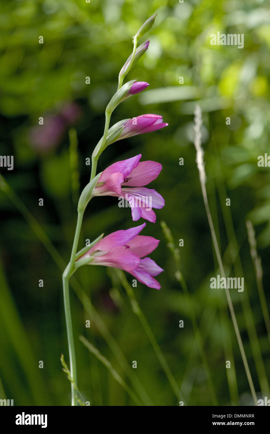 marsh gladiolus, gladiolus palustris Stock Photo Alamy