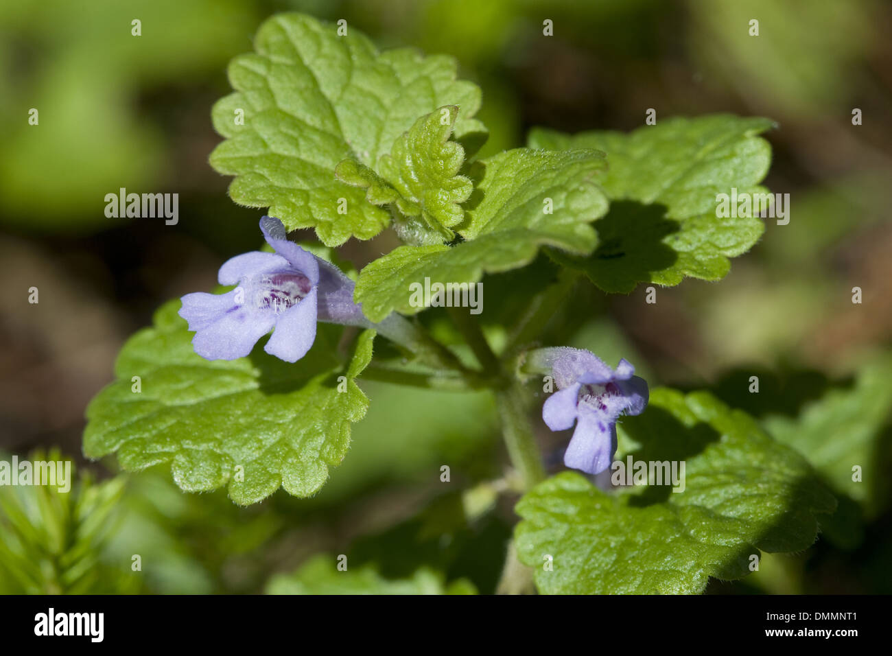 ground ivy, glechoma hederacea Stock Photo