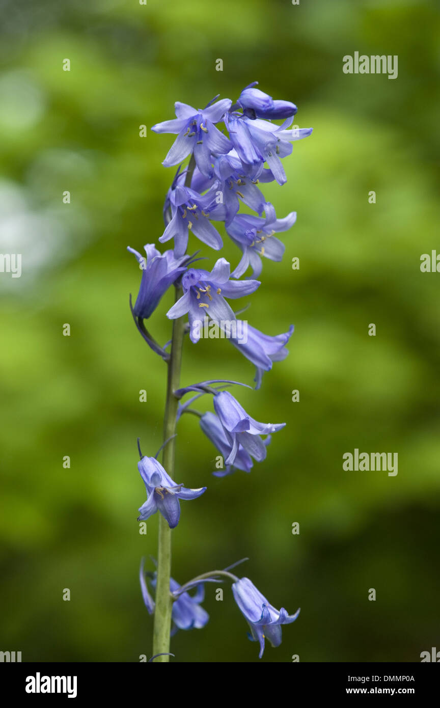 spanish bluebell, hyacinthoides hispanica Stock Photo