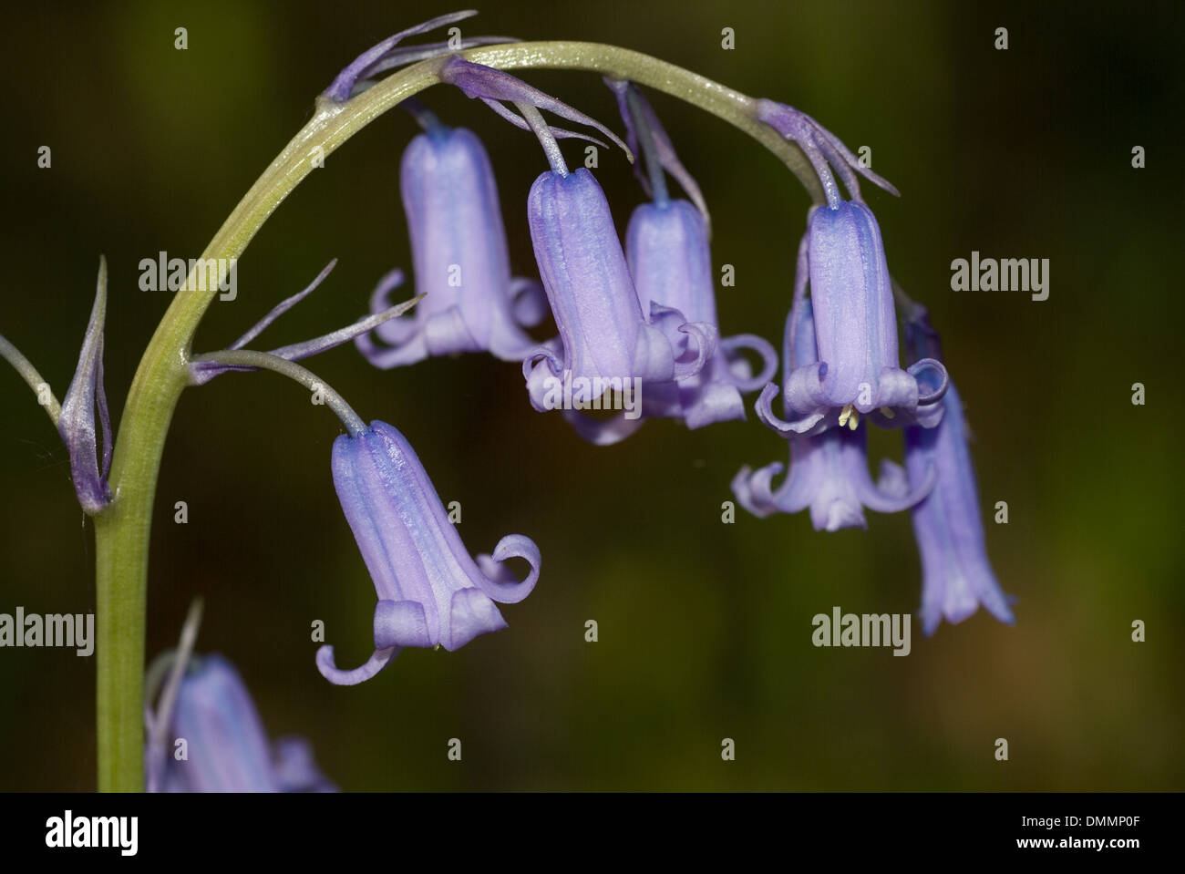 bluebell, hyacinthoides x massartiana Stock Photo