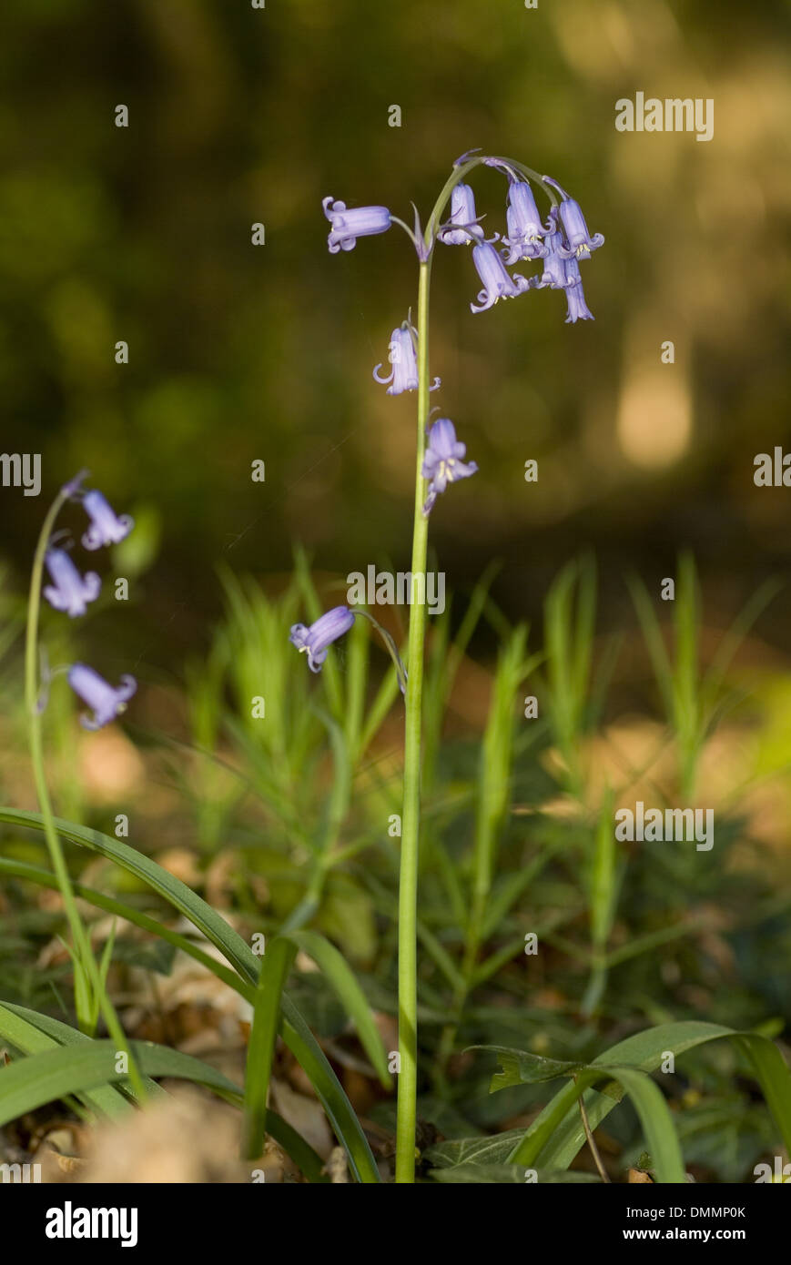 bluebell, hyacinthoides x massartiana Stock Photo