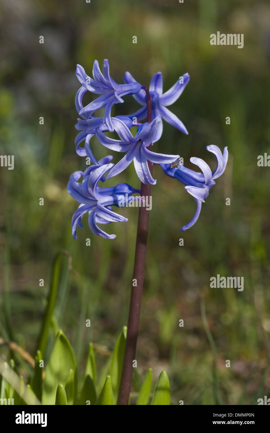 common hyacinth hyacinths hyacinthus orientalis Stock Photo