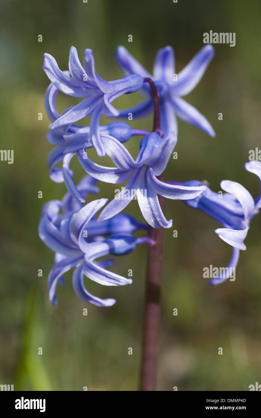 common hyacinth, hyacinthus orientalis Stock Photo