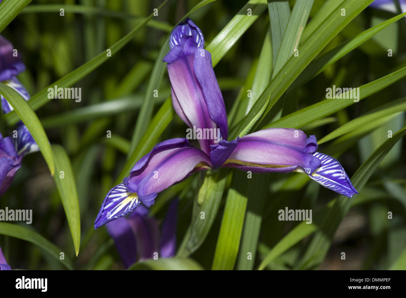 grass-leaved flag, iris graminea Stock Photo