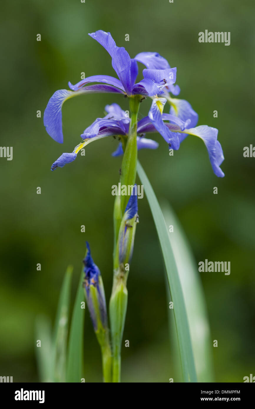 blue iris, iris spuria Stock Photo