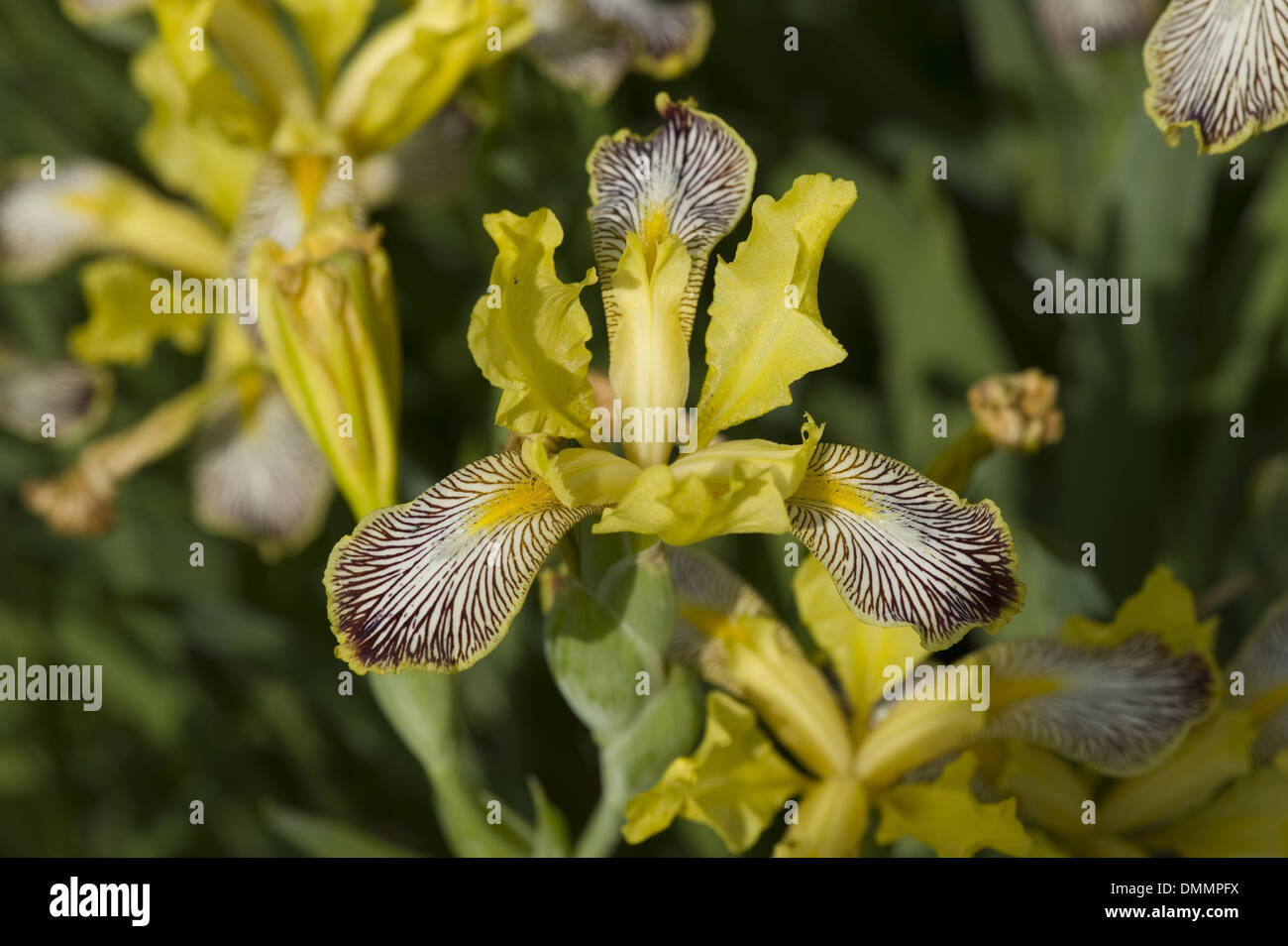 hungarian iris, iris variegata Stock Photo