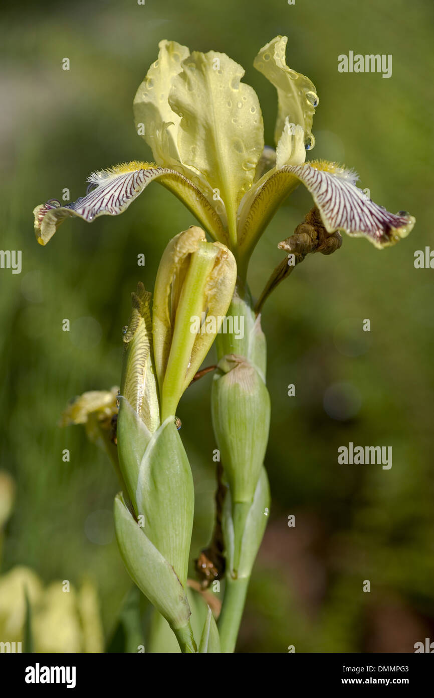 hungarian iris, iris variegata Stock Photo