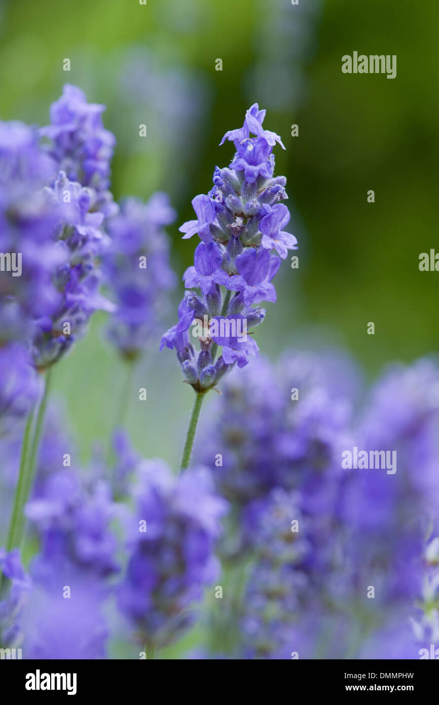 lavender, lavandula angustifolia Stock Photo