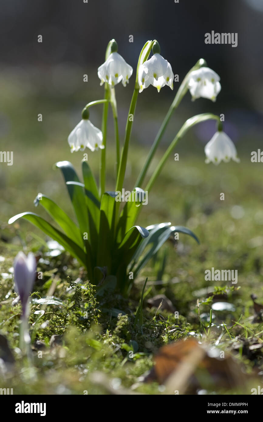 spring snowflake, leucojum vernum Stock Photo - Alamy