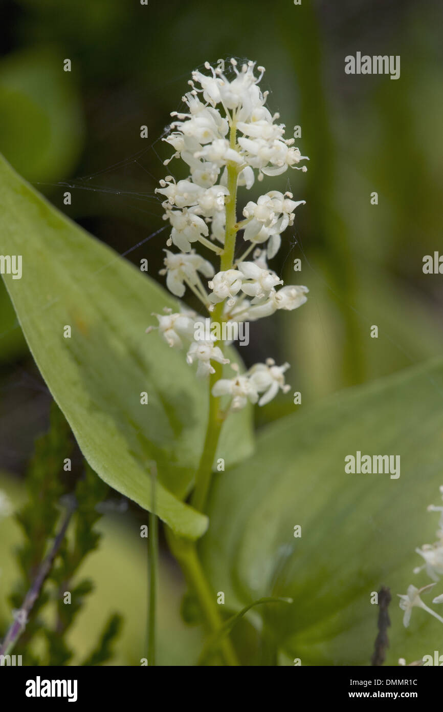 false lily of the valley, maianthemum bifolium Stock Photo Alamy