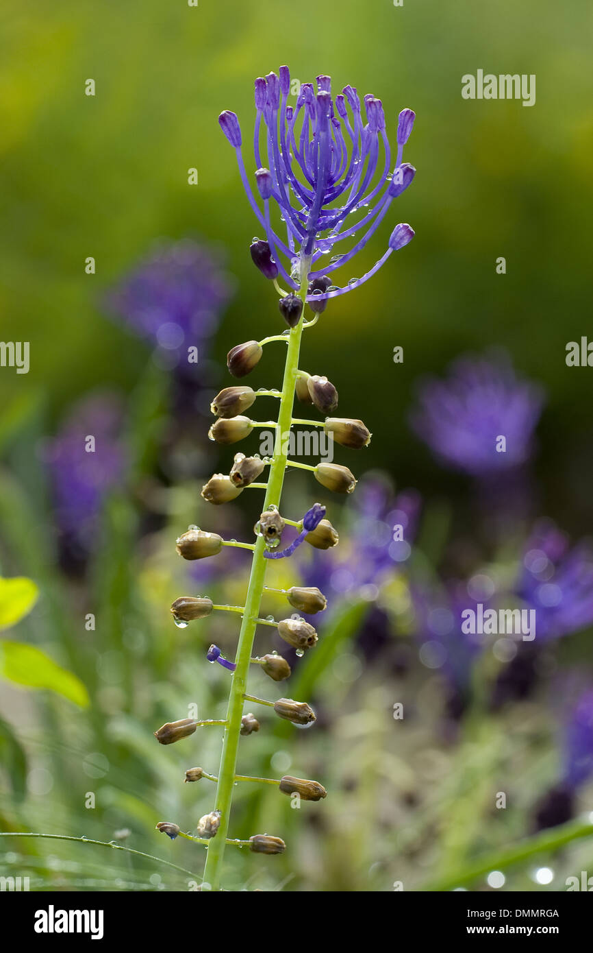 Tassel hyacinth hires stock photography and images Alamy
