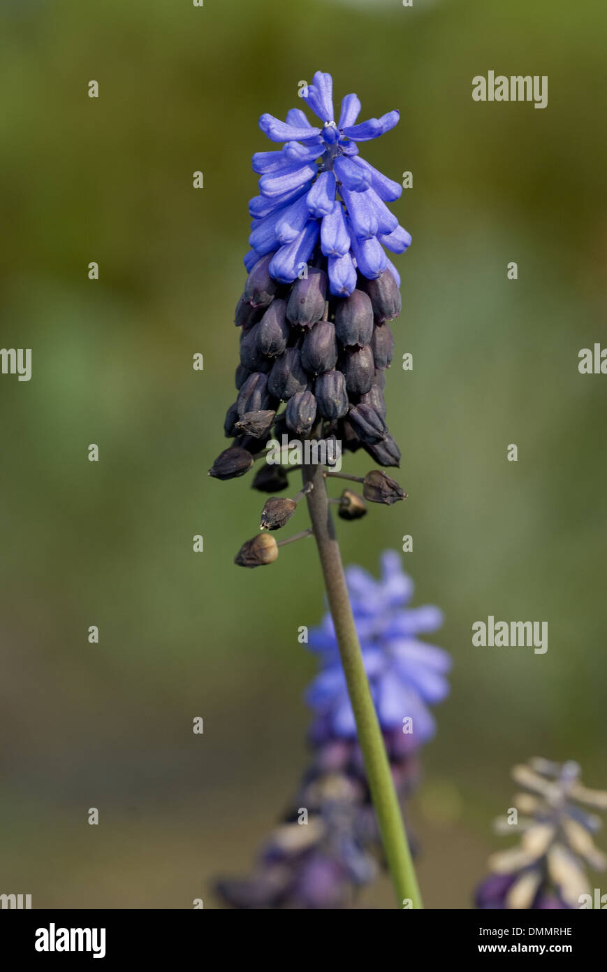broad-leaved grape hyacinth, muscari latifolium Stock Photo