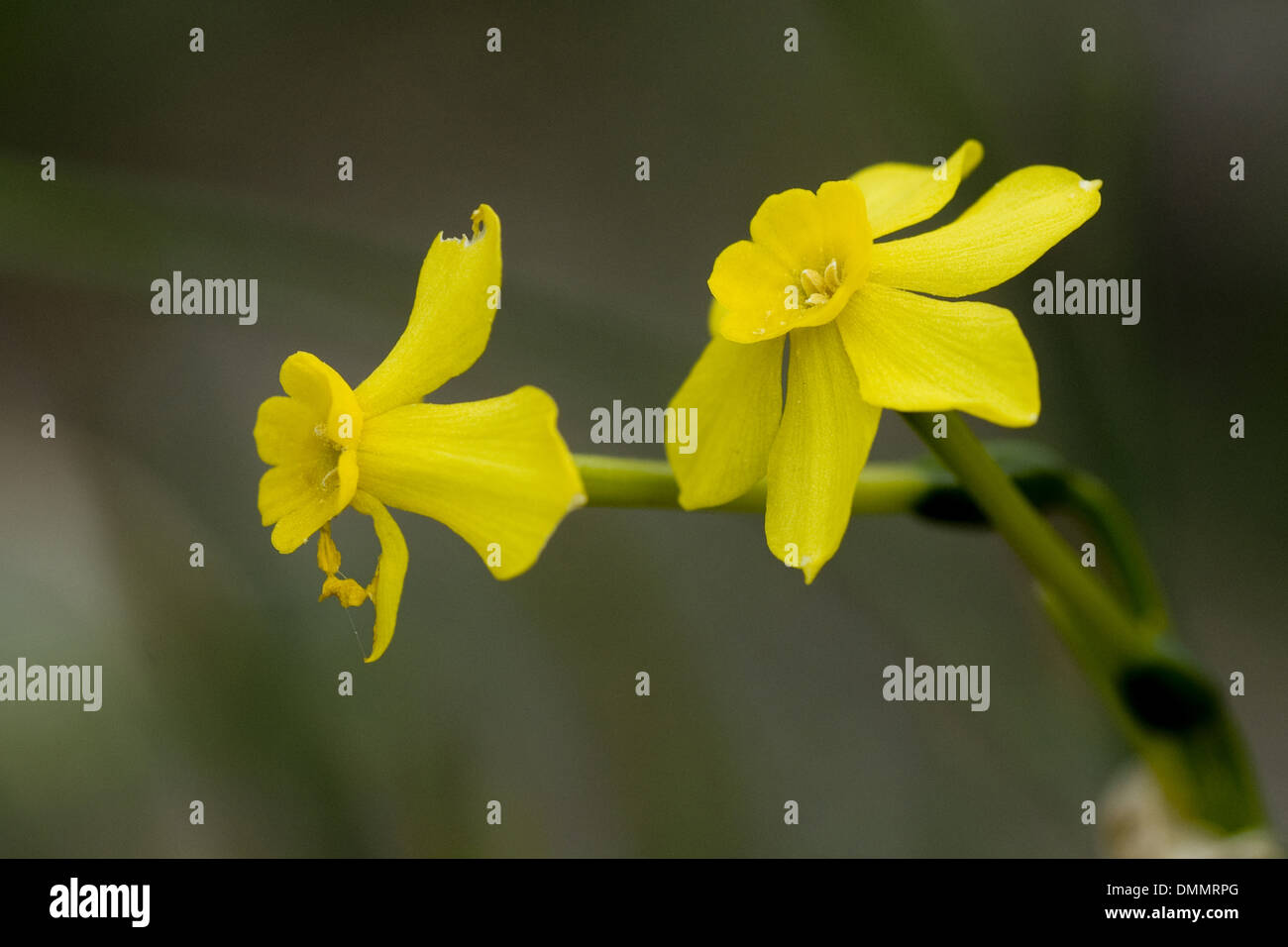 jonquil, narcissus jonquilla Stock Photo Alamy