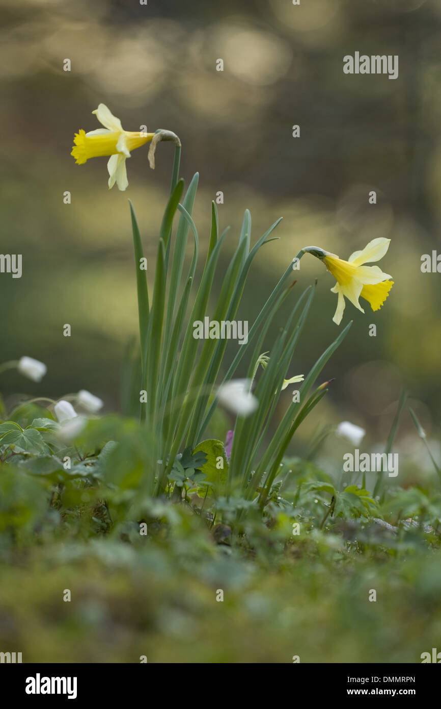 wild daffodil, narcissus pseudonarcissus Stock Photo