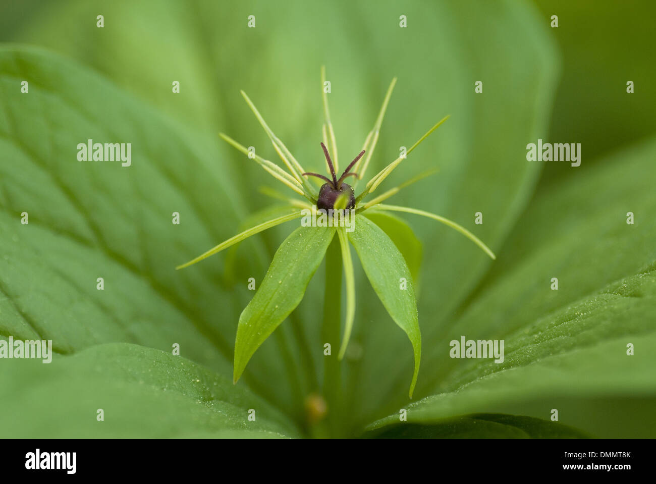 herb paris, paris quadrifolia Stock Photo