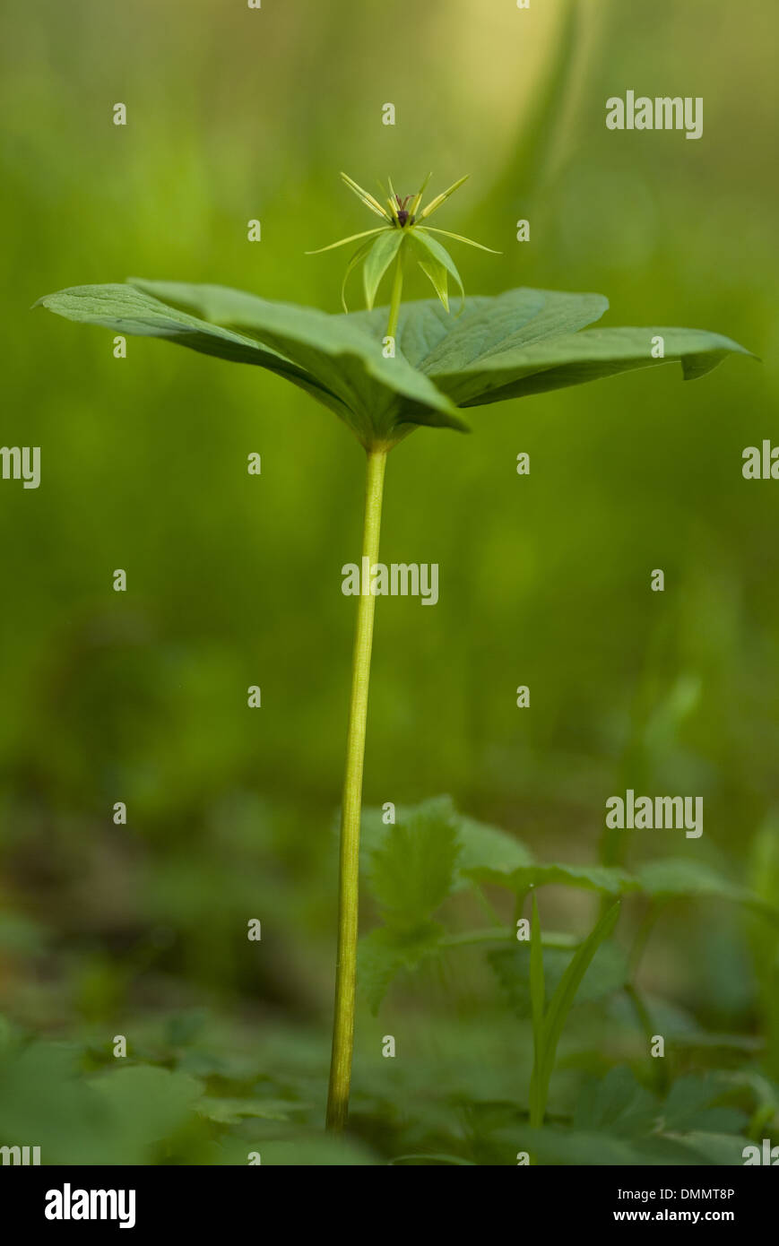 herb paris, paris quadrifolia Stock Photo