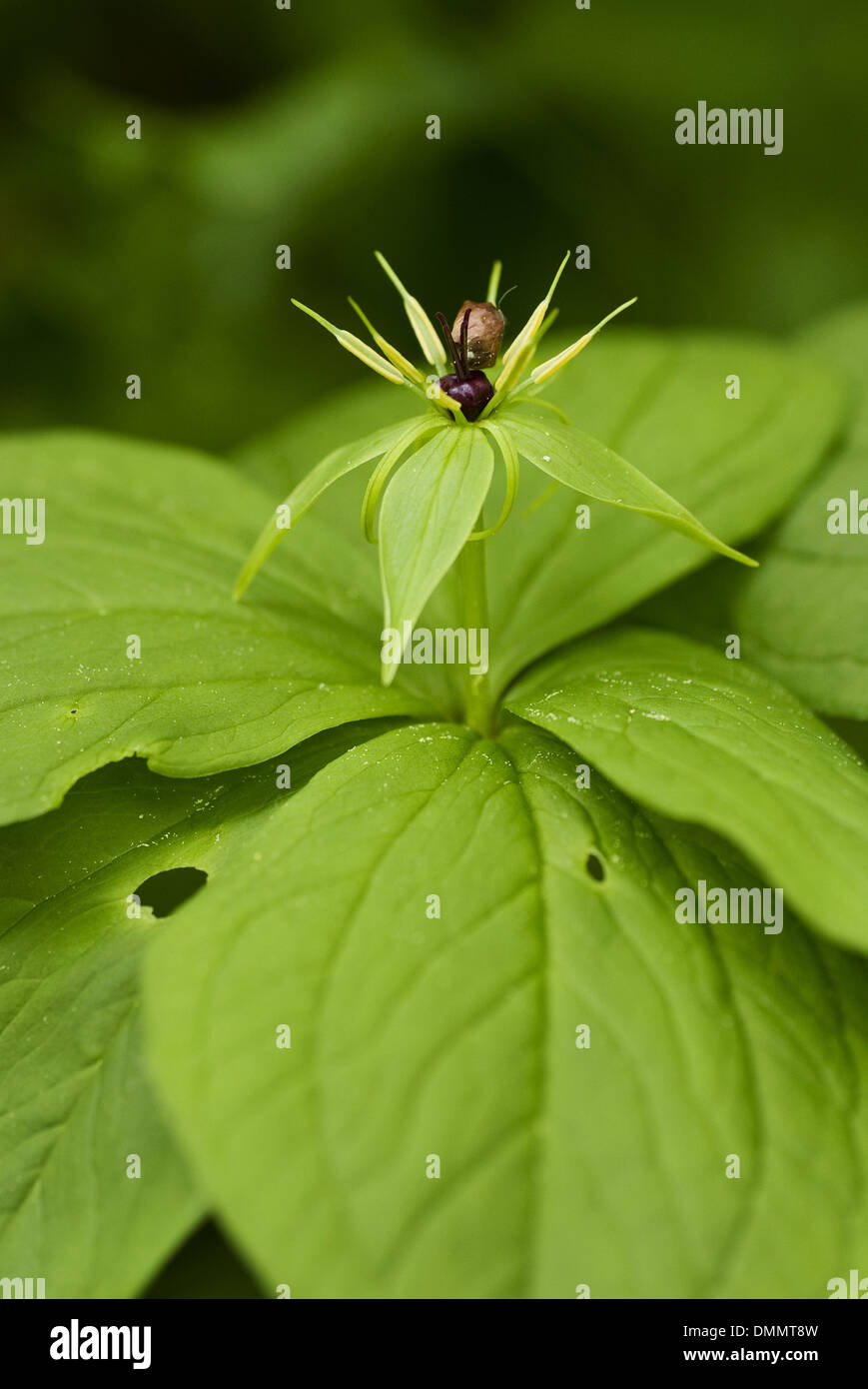 herb paris, paris quadrifolia Stock Photo