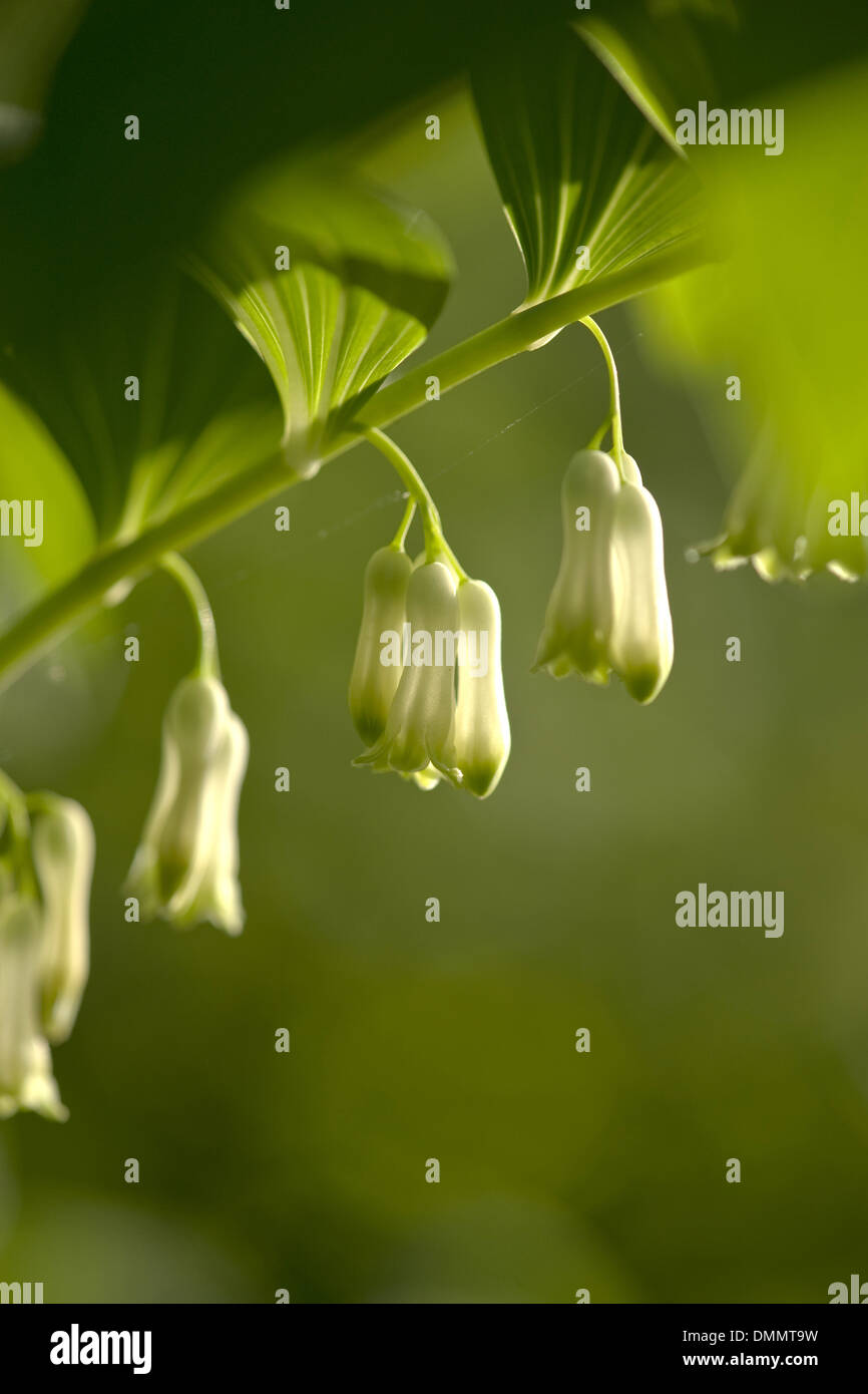 Whorled leaves hi-res stock photography and images - Alamy