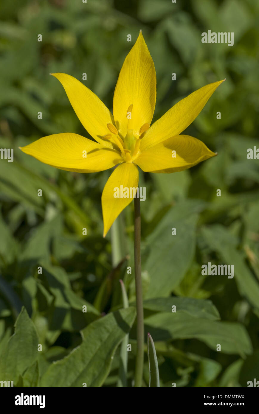 Tulipa sylvestris wild flowers hi-res stock photography and images - Alamy