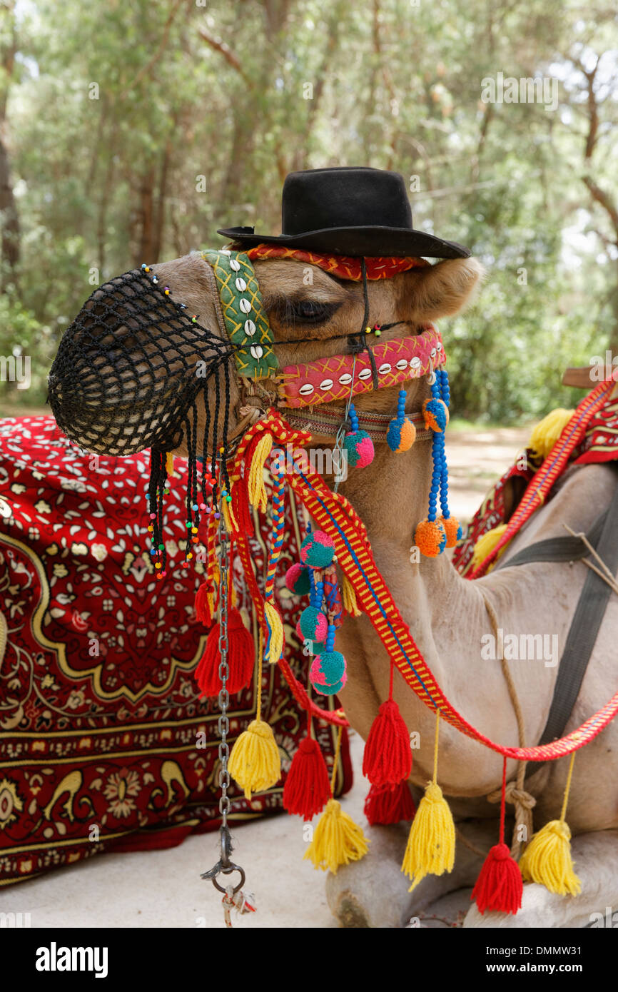 Turkey, Antalya, Camel in full head dress, near by Kursunlu waterfall Stock Photo