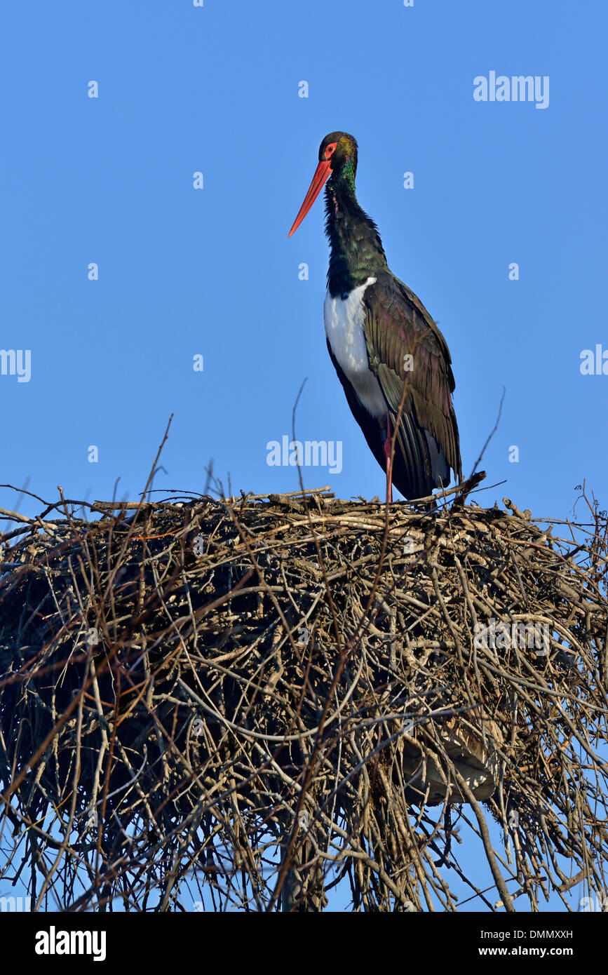 a Black Stork (Ciconia nigra) in the nest, Cicogne e anatidi center, Racconigi, Piedmont, Italy Stock Photo