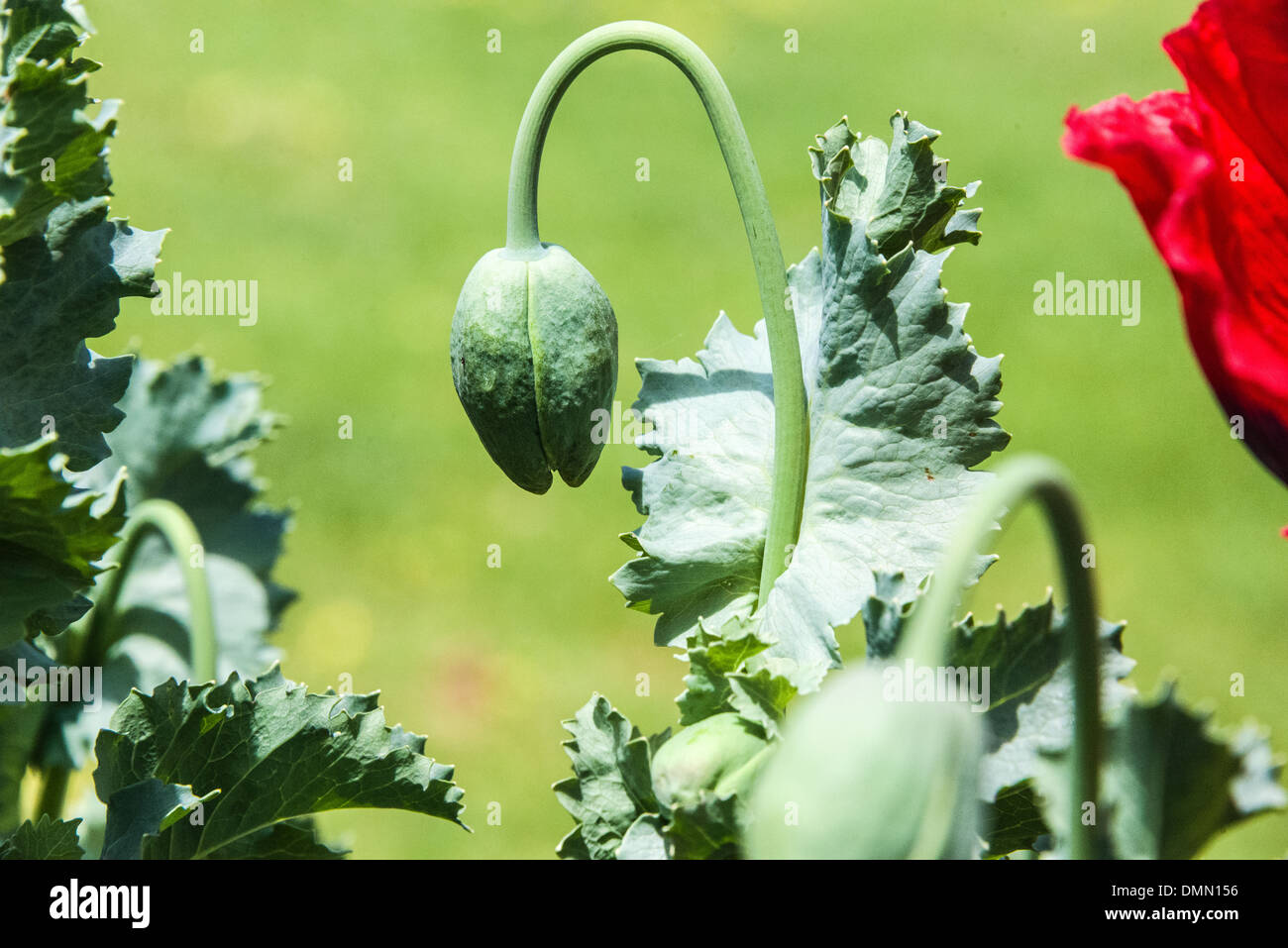 Red poppy flower with purple yellow black centres open flowers. shots
