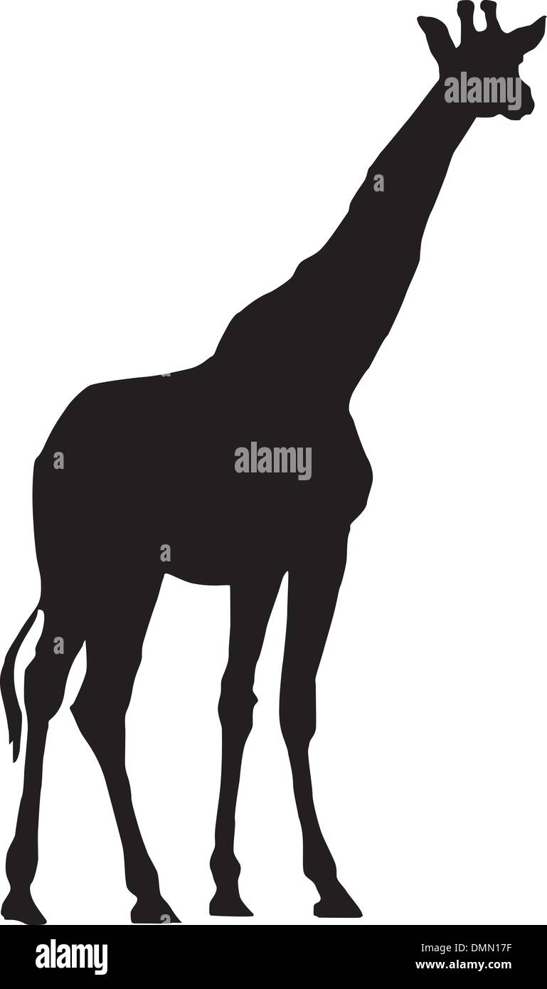 Vector image of Giraffe Stock Vector Image & Art - Alamy