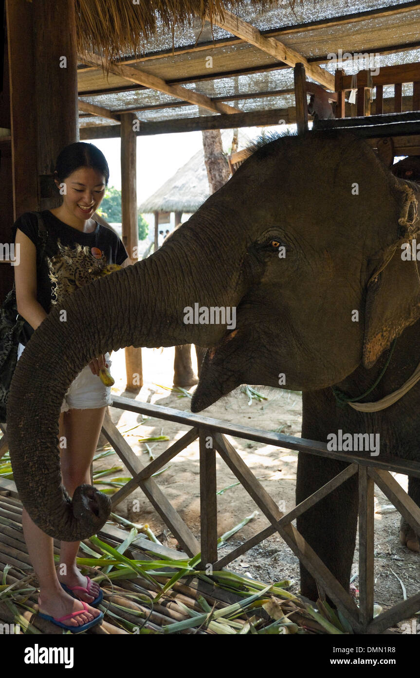 Vertical portrait of a female Japanese tourist feeding an Asian elephant bananas. Stock Photo