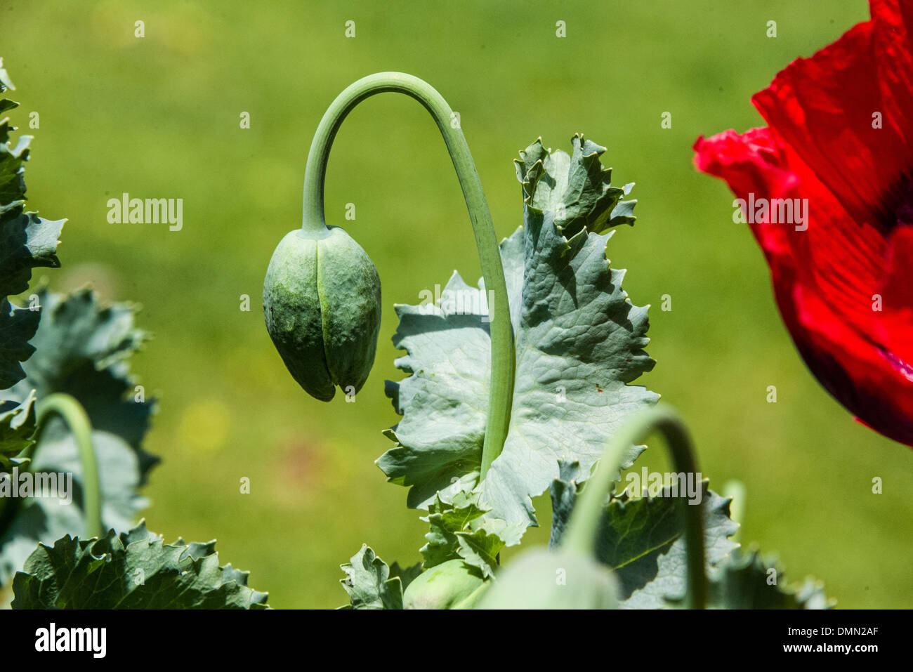 Red poppy flower with purple yellow black centres open flowers. shots