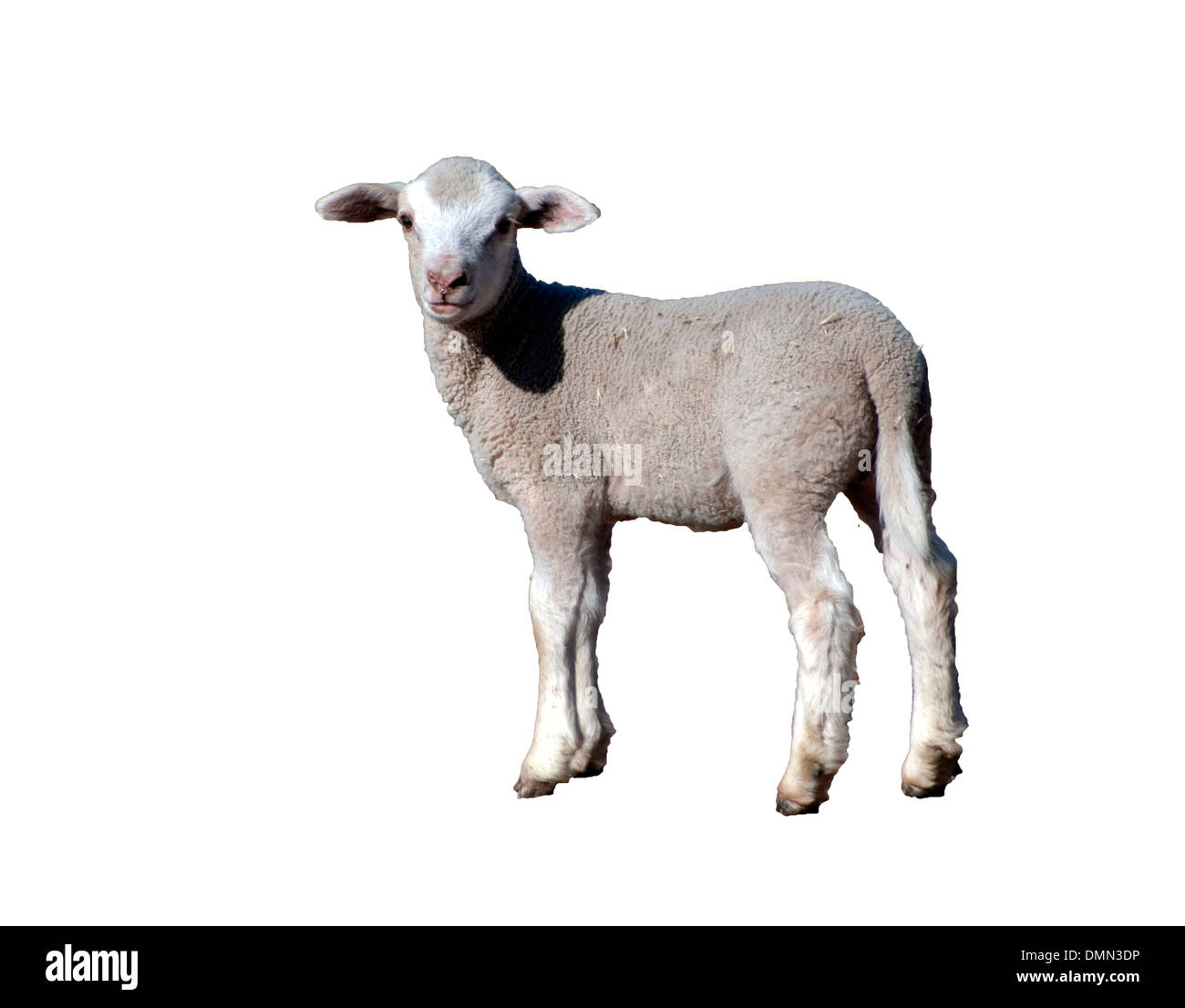White lamb Cut Out Stock Images & Pictures - Alamy
